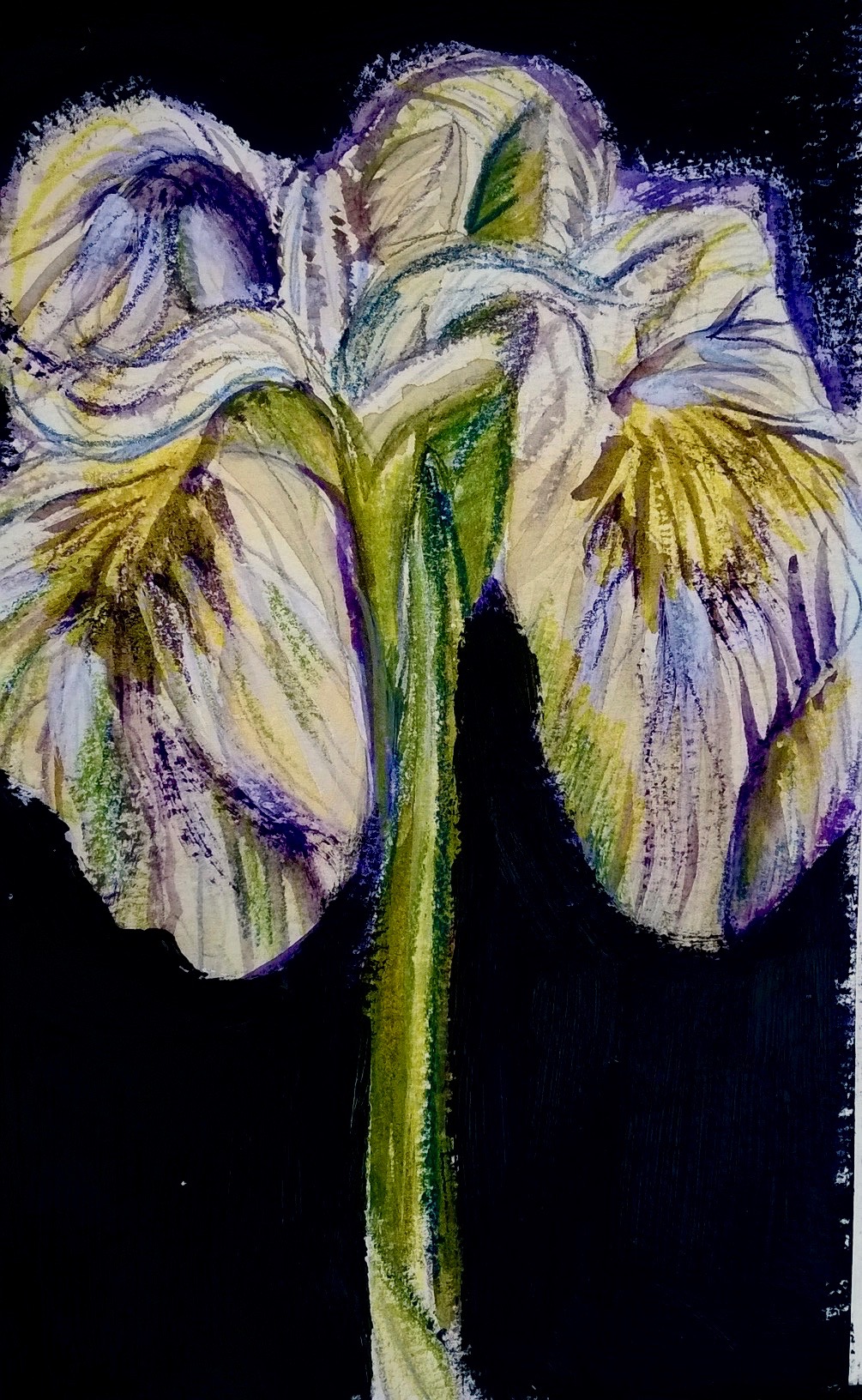 yellow-flag-iris-cynthia-maniglia